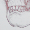 Teckning föreställande skalle. För att lära sig teckna är det en bra övning att teckna skelett. Det ger en förståelse för hur kroppen är uppbyggd och varför vi ser ut som vi gör. Teckningen är gjord med en bic ball point pen